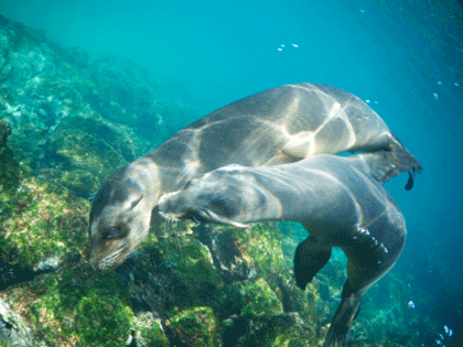 See sea lions oh holiday at the Abrolhos Islands with Concierge Traveller