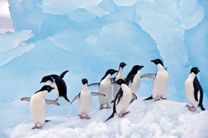 See the penguins in Antarctica