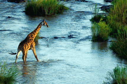 See giraffes in the Kruger with Concierge Traveller See giraffes in the Kruger with Concierge Traveller