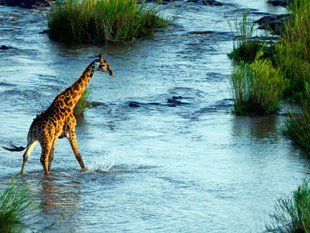 See giraffes in the Kruger with Concierge Traveller