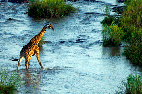 See giraffes in the Kruger with Concierge Traveller