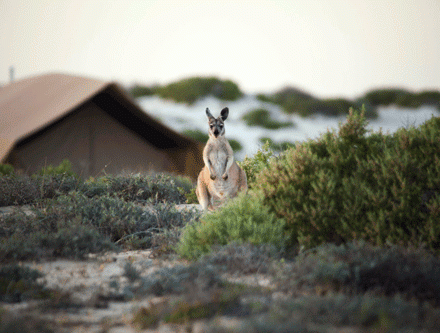 See Wallaroos at Sal Salis on Ningaloo Reef with Concierge Traveller