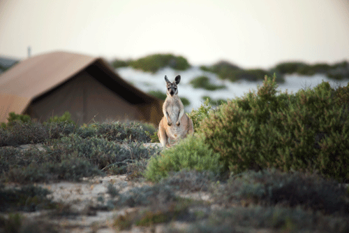See Wallaroos at Sal Salis on Ningaloo Reef with Concierge Traveller