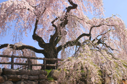 See Japanese cherry blossums in Hirosaki with Concierge Traveller