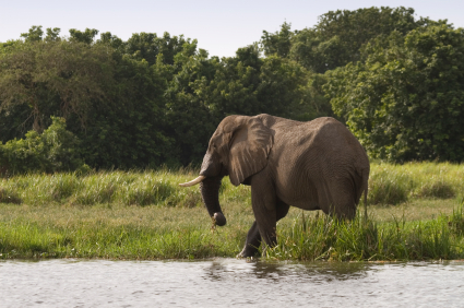 See Elephants on holiday in Uganda with Concierge Traveller