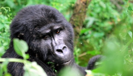 View the mountain gorillas of Uganda with Concierge Traveller