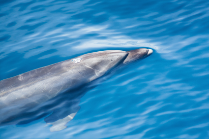 Swim with dolphins in Hawaii