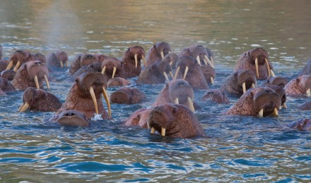 Walrus in Kamantcha, Russia