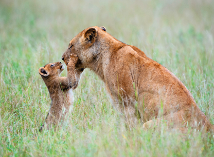 Lions