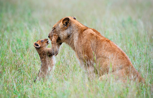 Lions