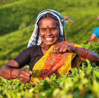 Visit an Indian tea plantation