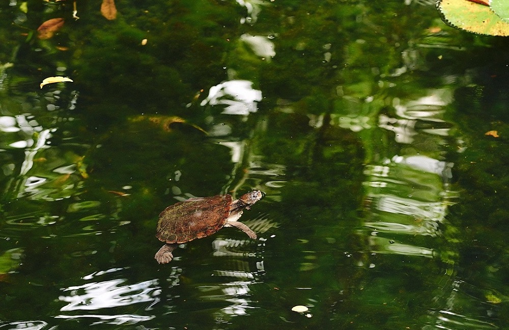 Daintree Ecolodge – Concierge Traveller